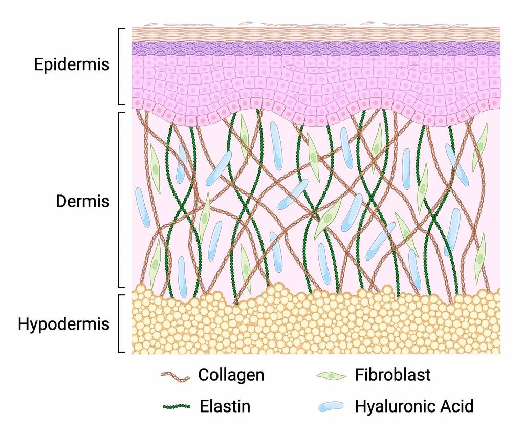 ECM is a key structural component of the dermis, providing a supportive environment for skin cells and contributing to skin firmness, elasticity, and structural integrity.