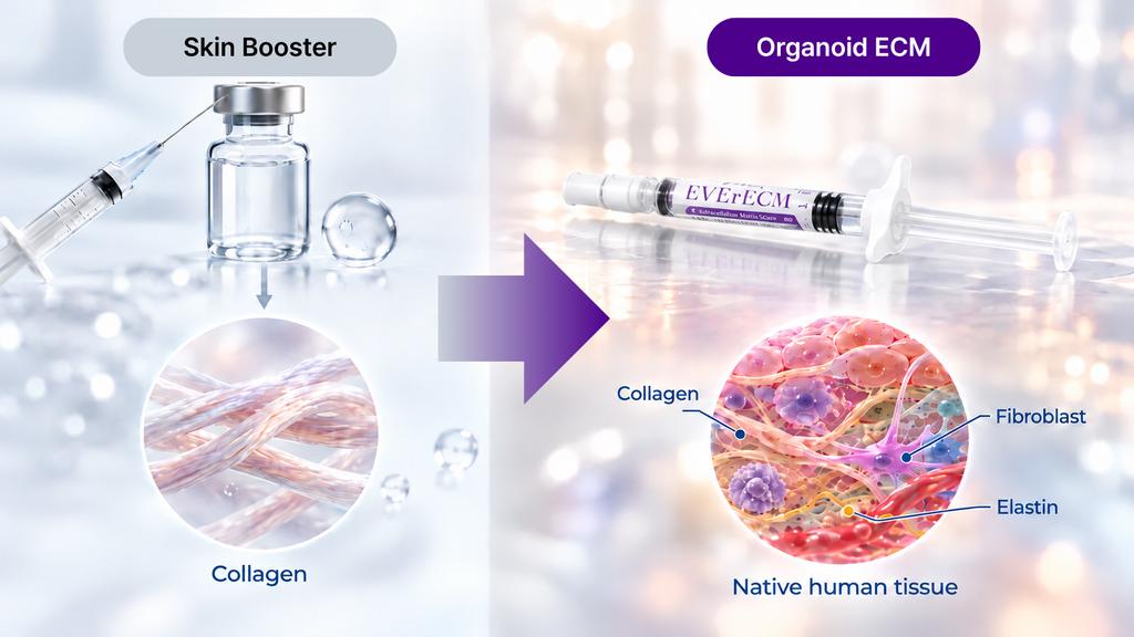 Comparison of collagen skin booster and Organoid ECM skin booster approaches